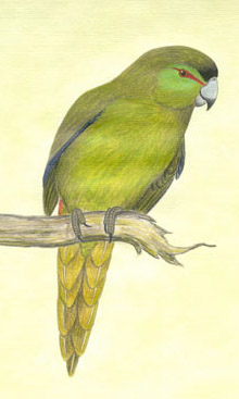 Cyanoramphus zealandicus